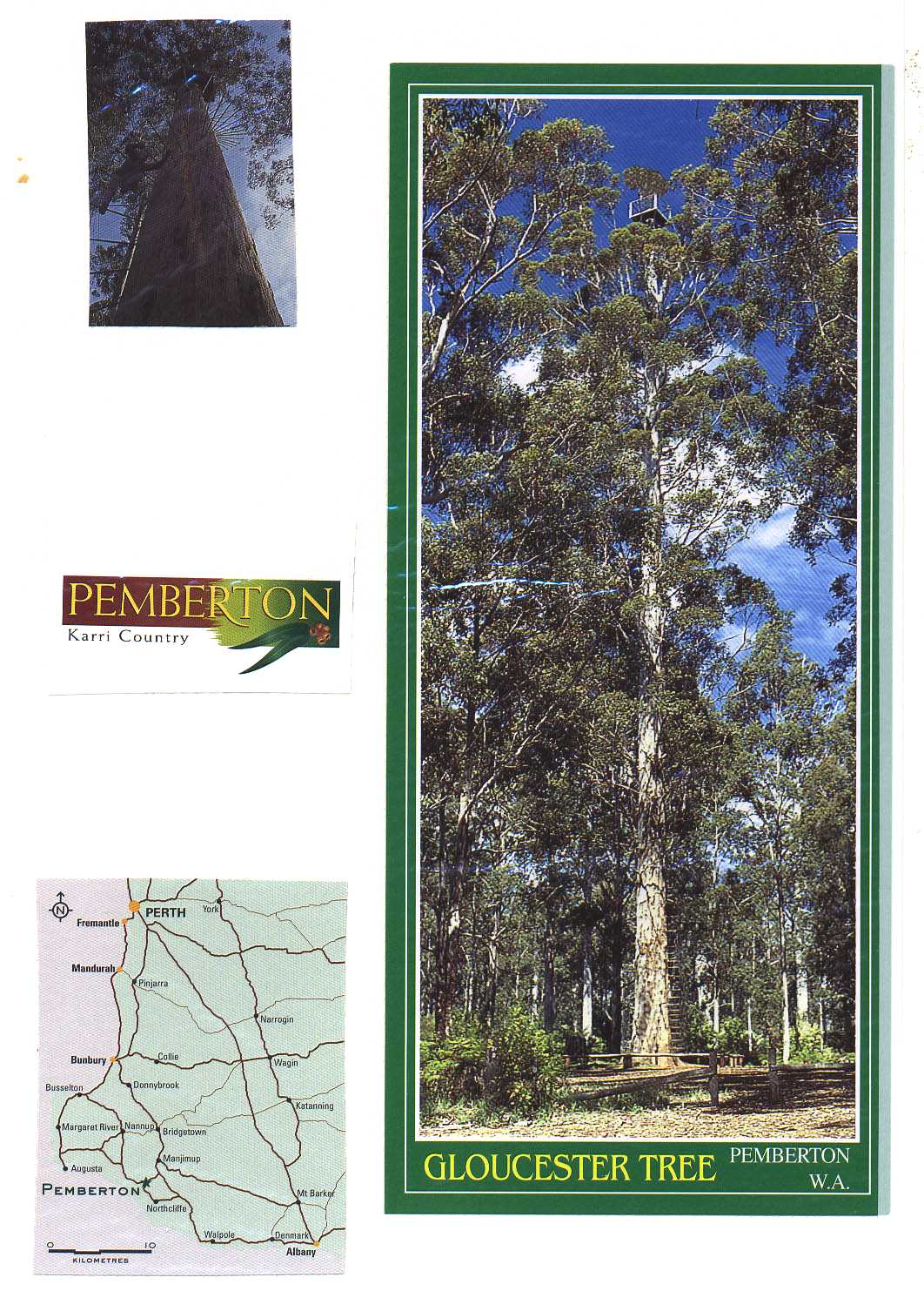 Gloucester Tree Pemberton Australia