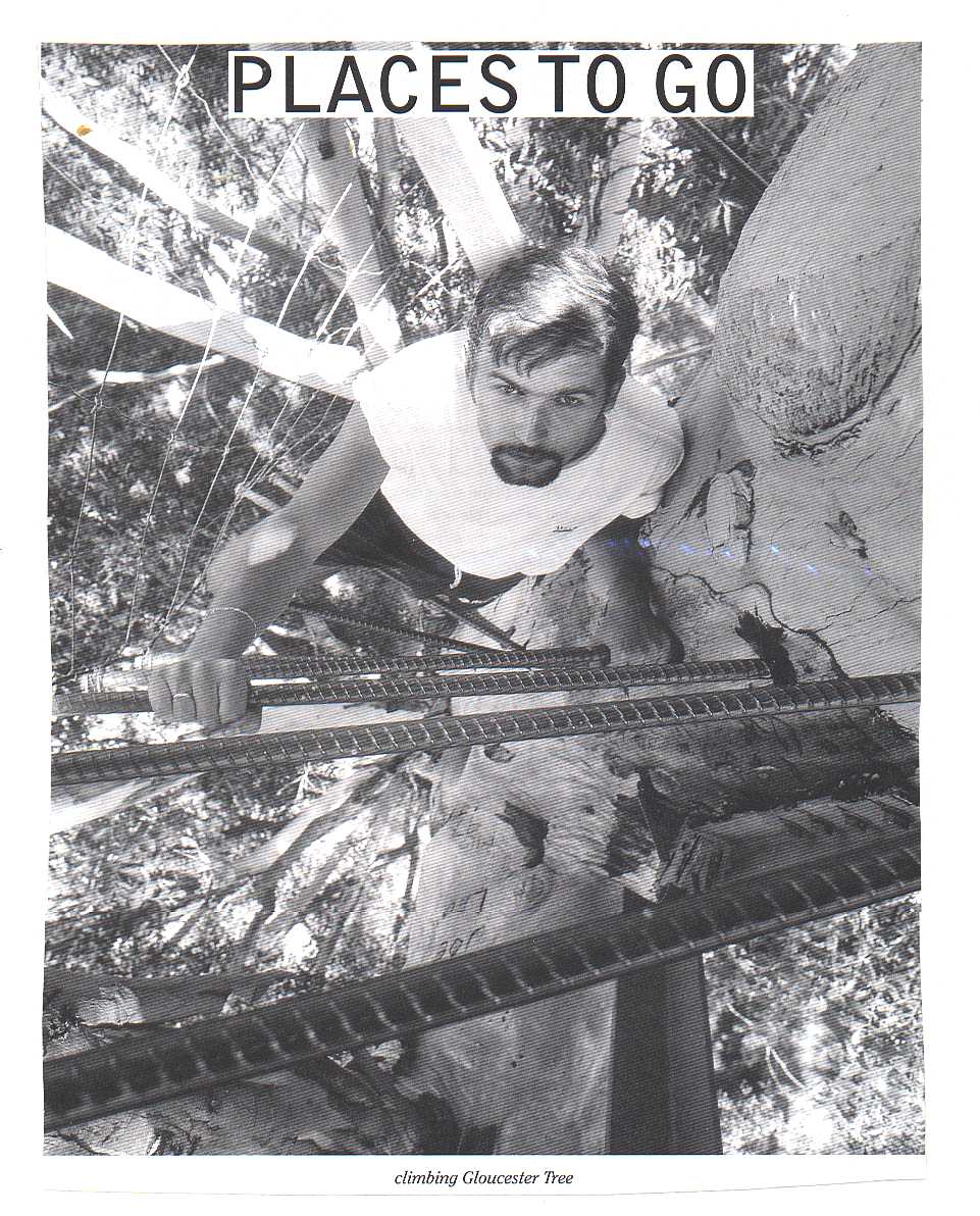 Gloucester Tree Pemberton Australia