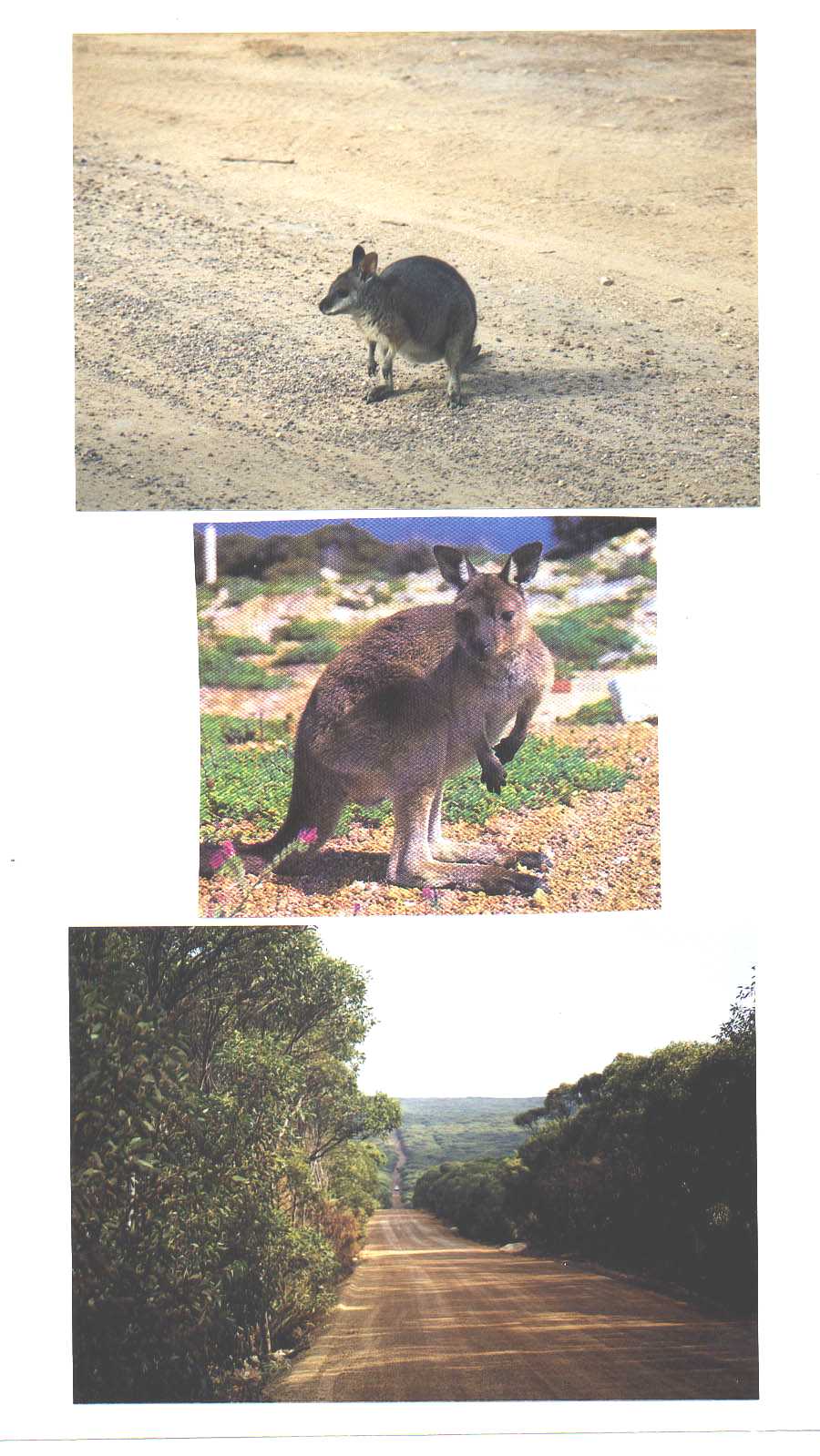 Kangaroo Island Australia