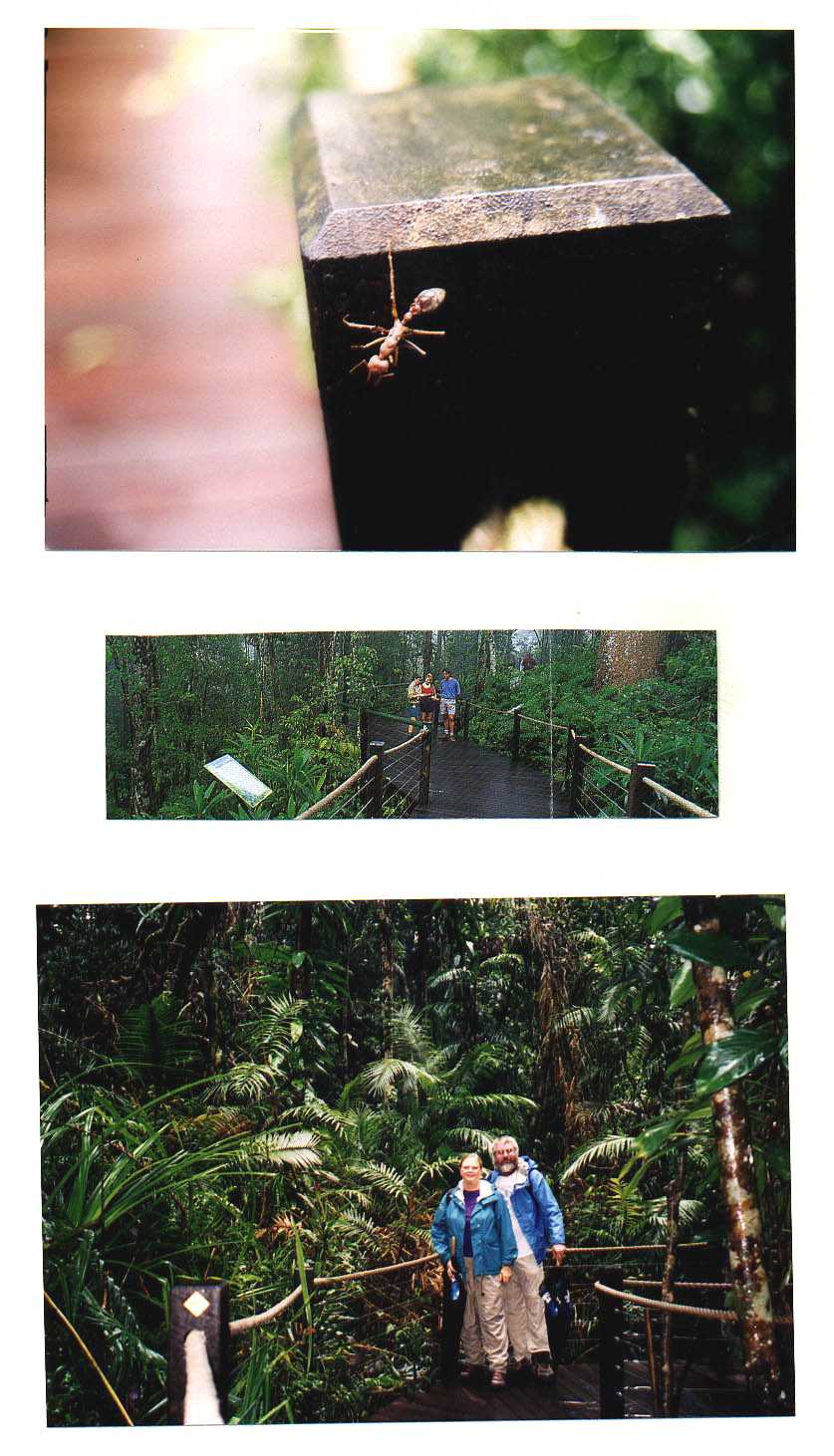 Kuranda Skyrail Australia