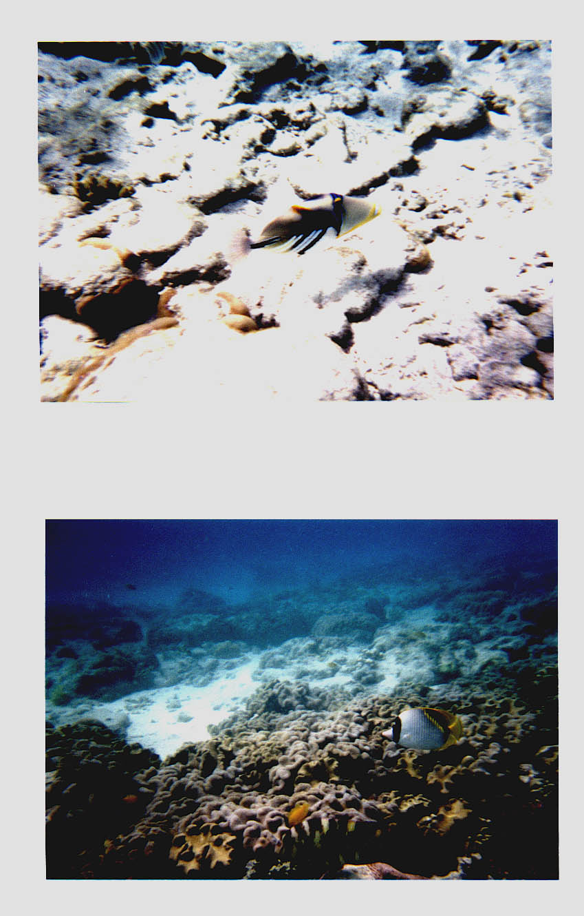 Lady Elliot Island Queensland Australia