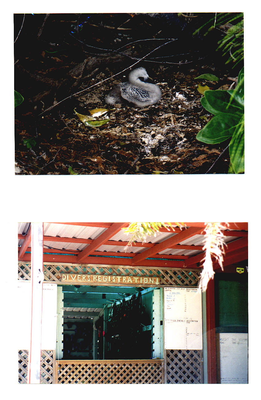 Lady Elliot Island Queensland Australia