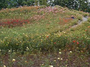 Aberdeen City Garden