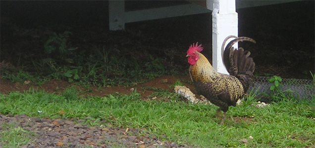 Rarotonga Rooster