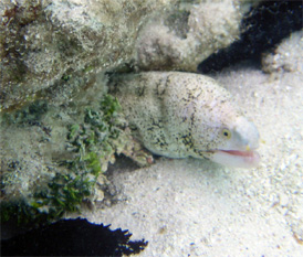 Moray eel: Muri Beach, Rarotonga