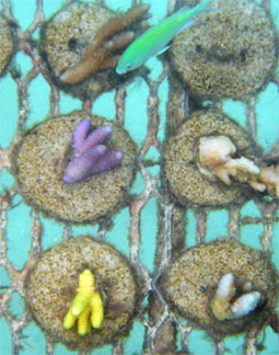Coral cuttings attached to cookies