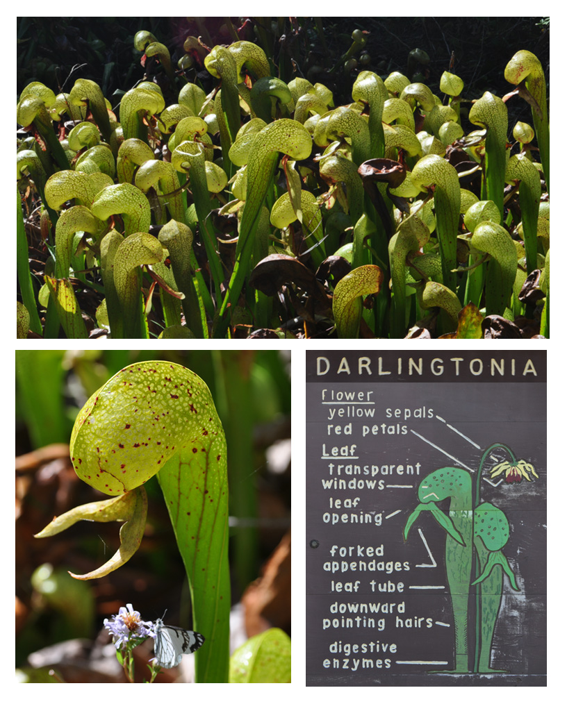 Darlingtonia Carnivorus Plant