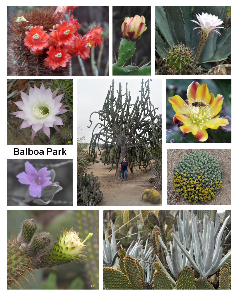 Cacti Garden Balboa Park, San Diego