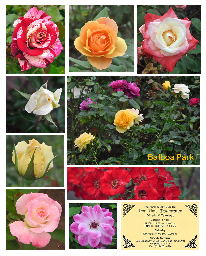 Rose Garden Balboa Park, San Diego