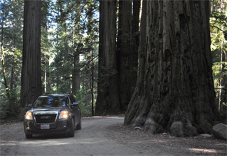 Stout Redwood Grove