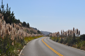 Pampas Grass