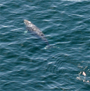 Juvenile whale off Point Reyes Lighthouse