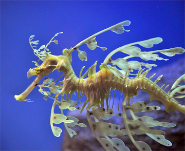 Monterey Aquarium