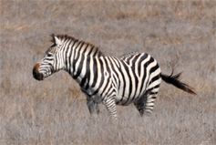 Hearst Castle zebra