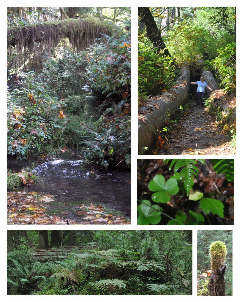 Hoh Rain Forest, Olympic NP