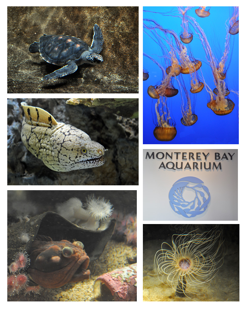 Monterey Bay Aquarium